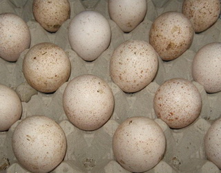 Які вади найчастіше зустрічаються в інкубаційних індичих яйцях